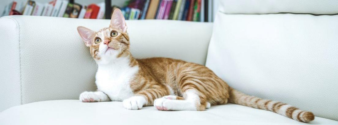 ¿Cómo eliminar el olor de orina de gato de un sofá? Trucos caseros