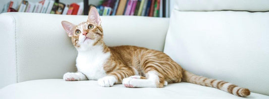¿Cómo eliminar el olor de orina de gato de un sofá? Trucos caseros