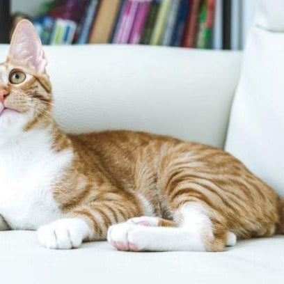 ¿Cómo eliminar el olor de orina de gato de un sofá? Trucos caseros