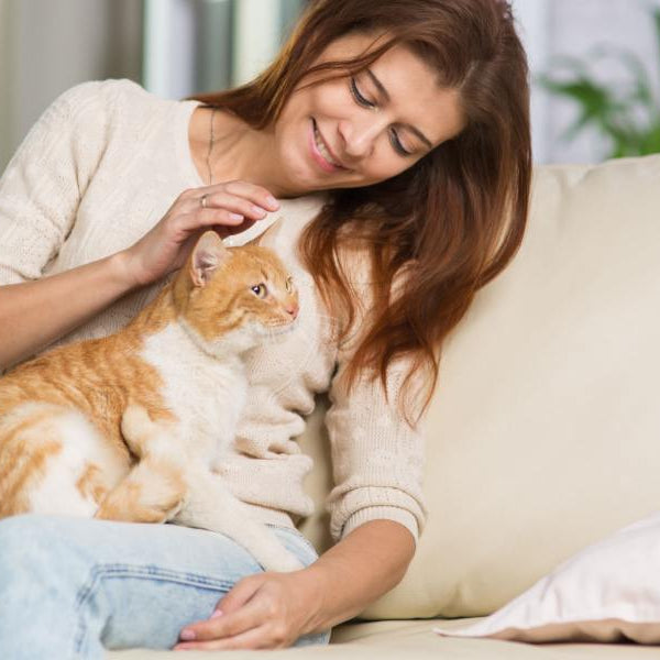 ¿Qué sofá comprar si tengo gatos?