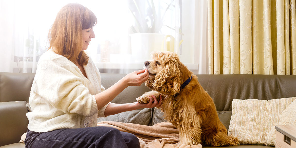 Quitar pelos de perro del sofá: Mi experiencia y los mejores tips