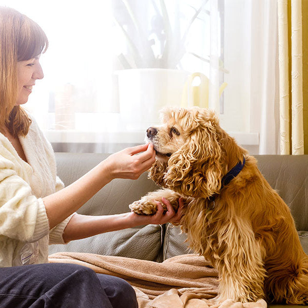 Quitar pelos de perro del sofá: Mi experiencia y los mejores tips